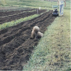 country_living